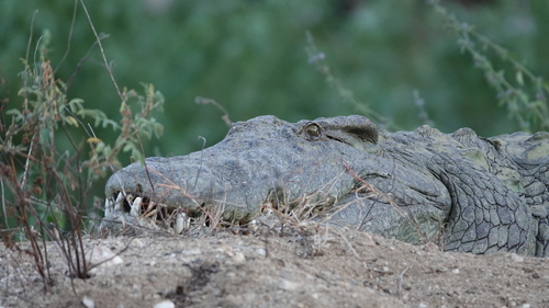 Nile Crocodile