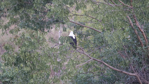 African Fish-Eagle