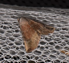 Mataeomera mesotaenia