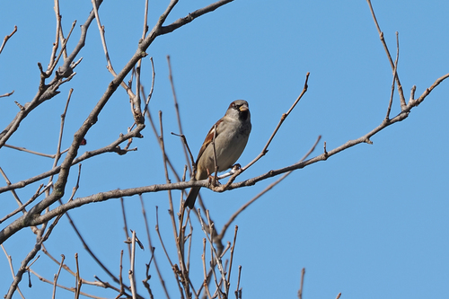 House Sparrow