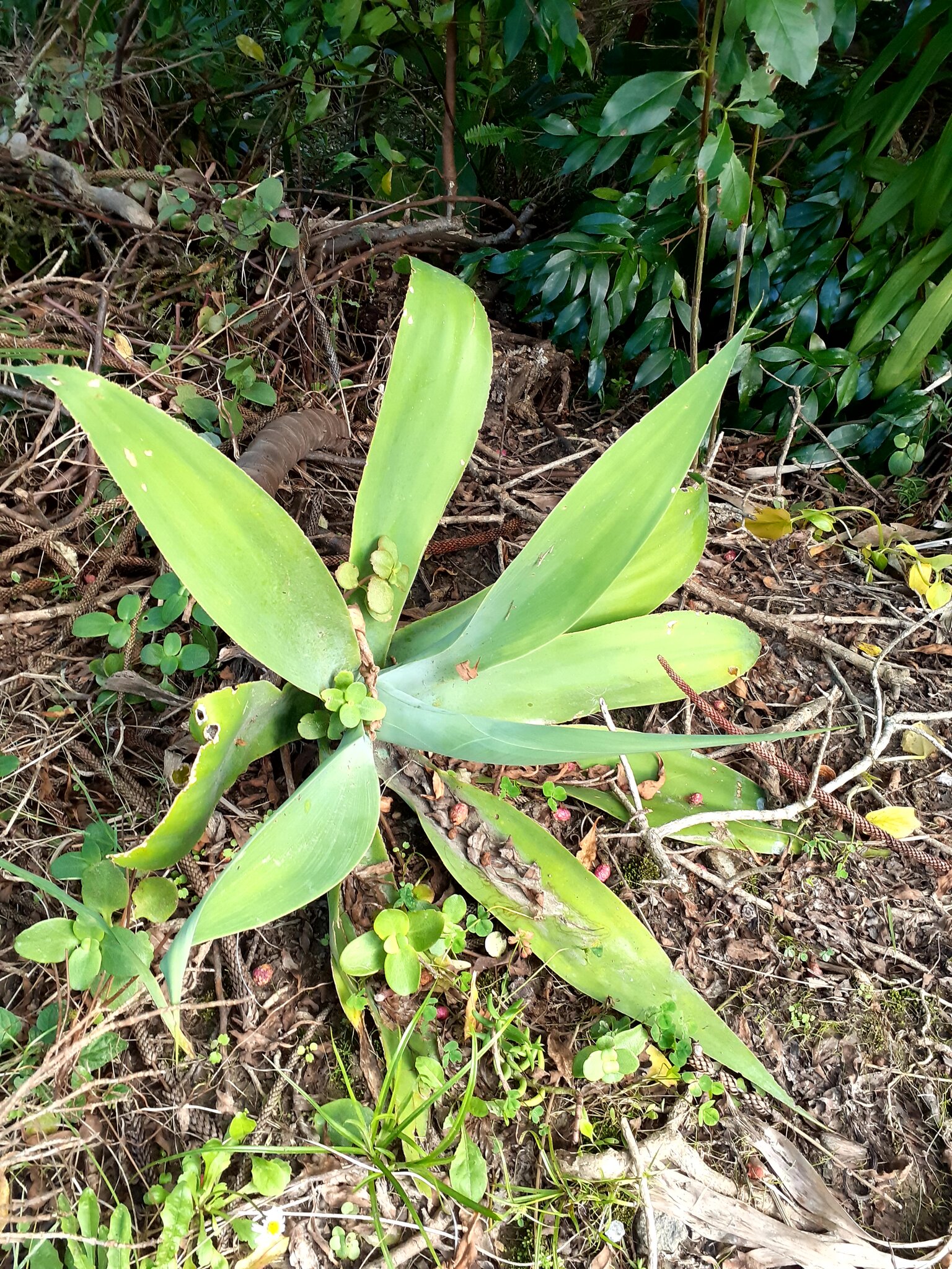 Imagem de Agave-dragão
