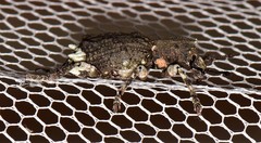 Aesiotes leucurus