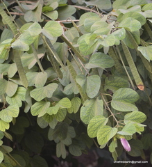 Bauhinia tomentosa