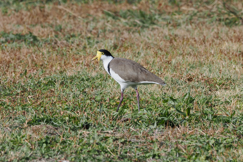 Masked Lapwing