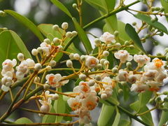 Calophyllum blancoi