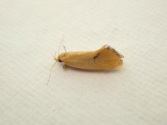 Telocharacta hemicroca