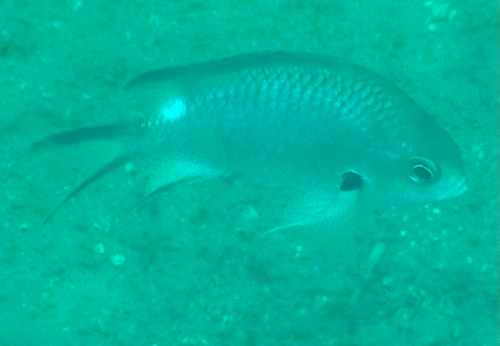 Pearl-spot chromis (Chromis notata) — Pomacentridae — 5
