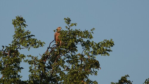 Tawny Eagle