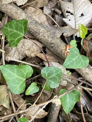 Hedera helix