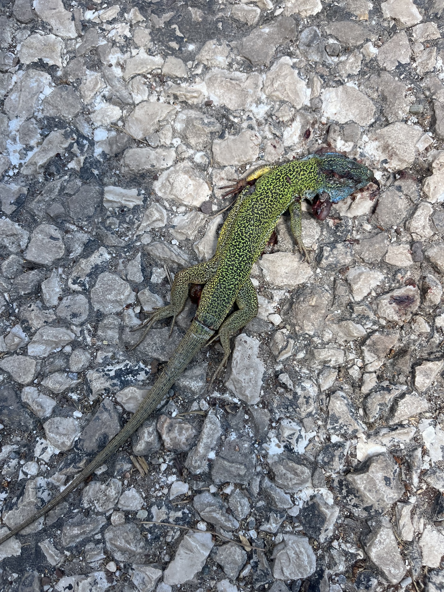 Pamphylian Green Lizard photo 6
