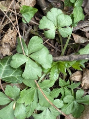 Sanicula canadensis