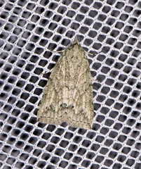 Calathusa basicunea