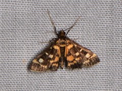 Diathrausta ochreipennis