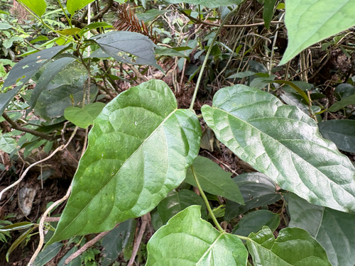 Marsdenia tinctoria, photograph 5