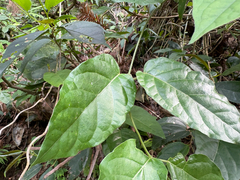 Marsdenia tinctoria, photograph (c) 黃美滿, some rights reserved (CC BY)