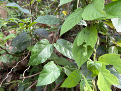 Marsdenia tinctoria, photograph (c) 黃美滿, some rights reserved (CC BY)