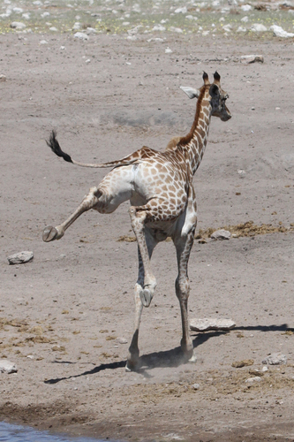 Southern Giraffe, Oshikoto Region, Namibia, photo 10 of 10