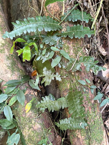 Arthropteris palisotii