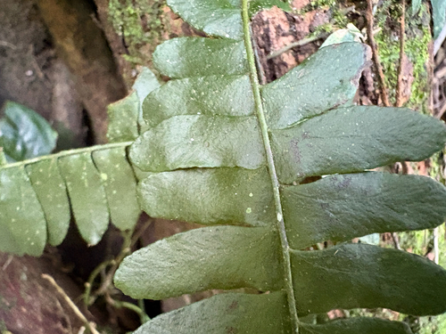 Arthropteris palisotii, photograph 2