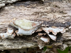 Fungi