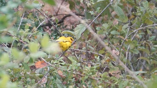 iNaturalist image