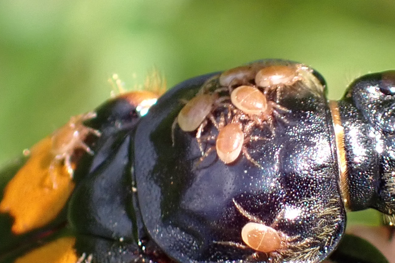 Poecilochirus necrophori Vitzthum, 1930