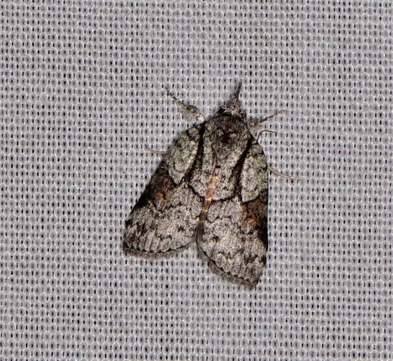 Nycteola minutum