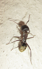 Camponotus vestitus