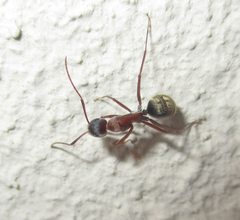 Camponotus vestitus
