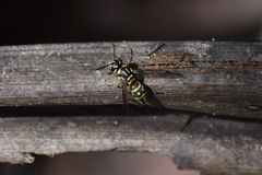 Stenodyneriellus wickwari