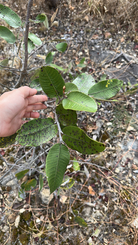 Mobola Plum