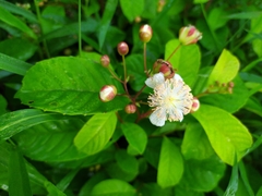 Tetracera indica