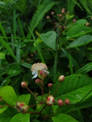 Tetracera indica