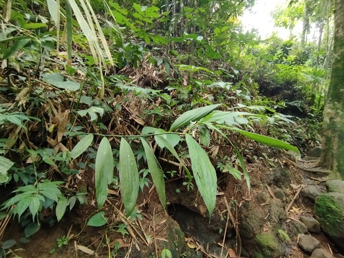 Corymborkis veratrifolia