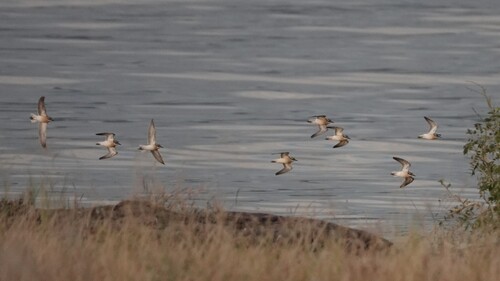 iNaturalist image
