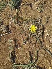 Pseudopodospermum molle