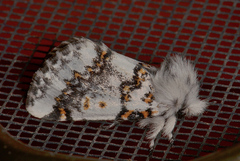 Aglaosoma periblepta