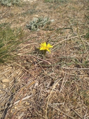 Pseudopodospermum molle