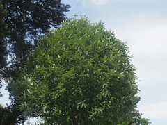 Hedlundia thuringiaca