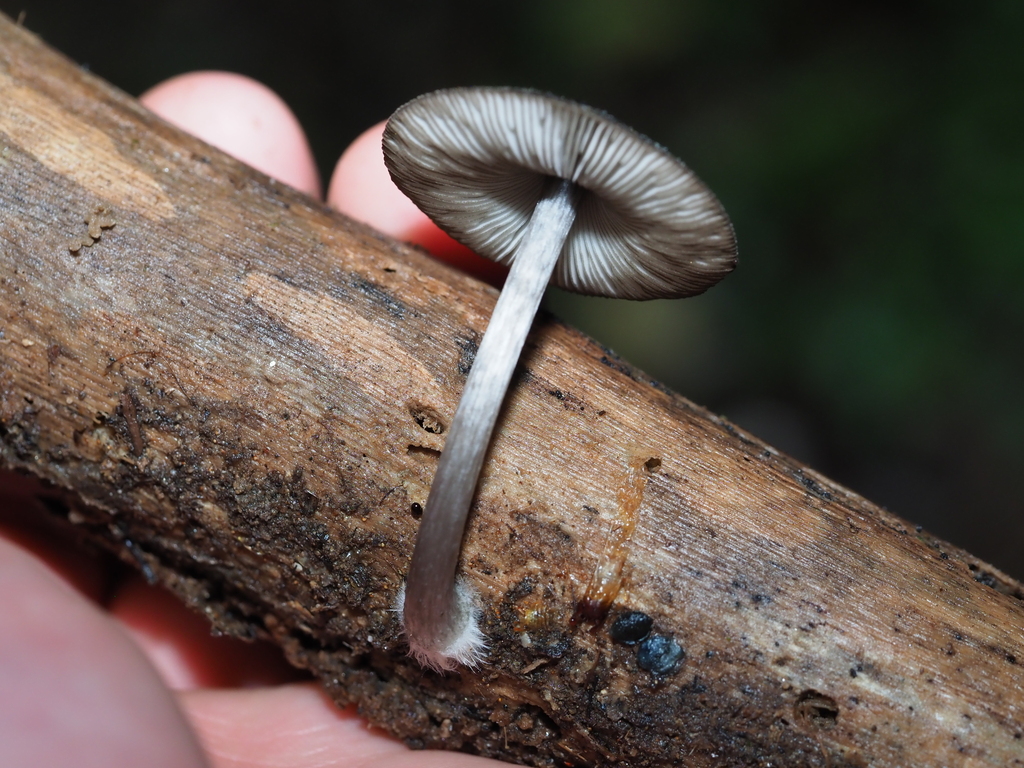 Pluteus velutinornatus