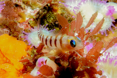 Notoclinops segmentatus