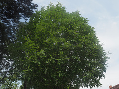 Hedlundia thuringiaca