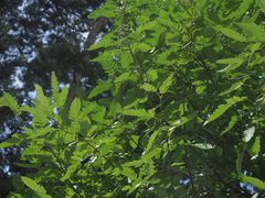 Hedlundia thuringiaca