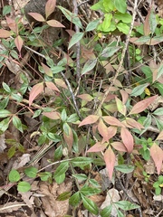 Nandina domestica