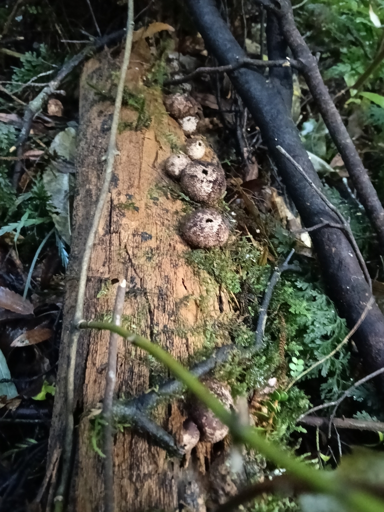Lycoperdon compactum · May 2026 · photo: © maria4483 (iNaturalist, cc0)