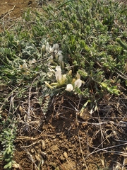 Astragalus rupifragus