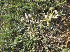 Astragalus rupifragus