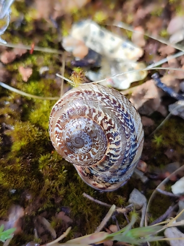 Iberellus balearicus