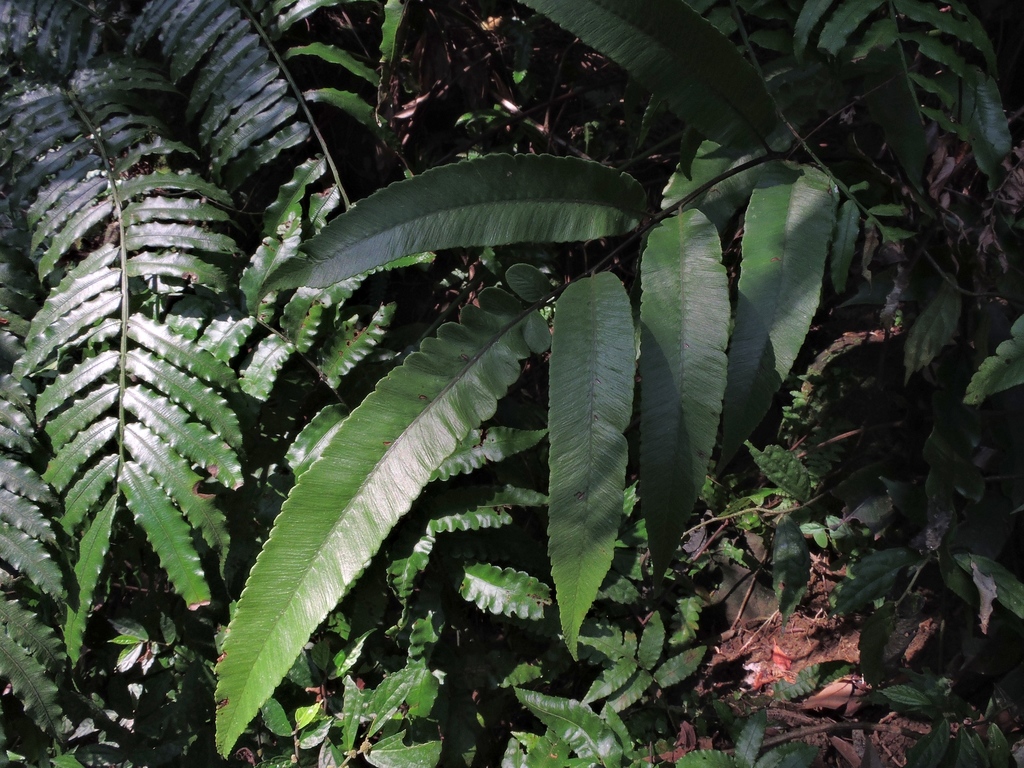 Diplazium lobatum (Diplazium lobatum)