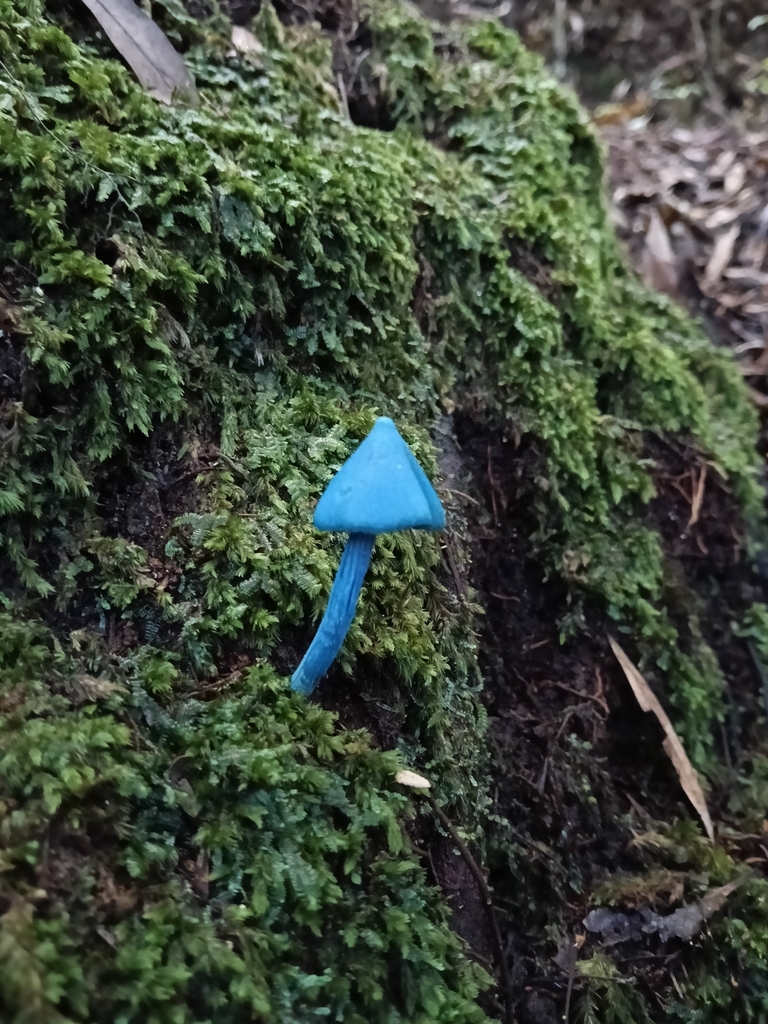 Entoloma hochstetteri · May 2026 · photo: © maria4483 (iNaturalist, cc0)